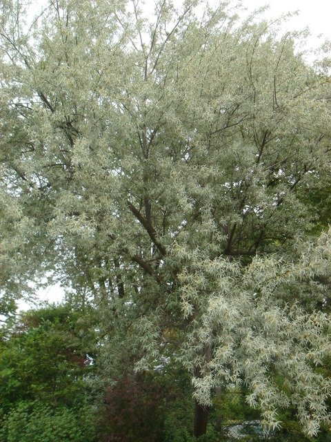 Elaeagnus angustifolia